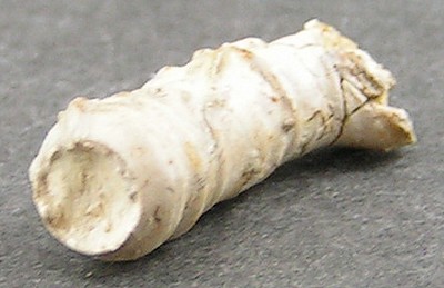 Serpula grandis