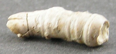 Serpula grandis