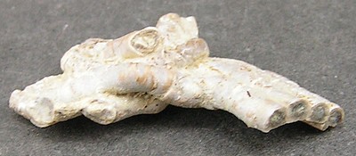 Serpula socialis