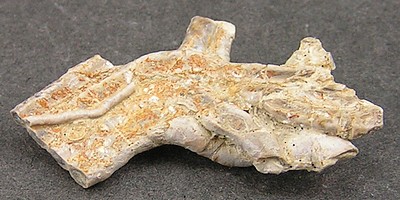 Serpula socialis