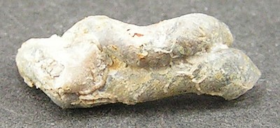 Serpula socialis