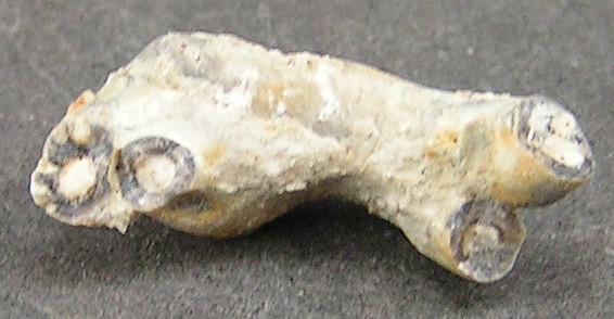 Serpula socialis