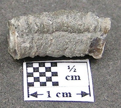 Serpula trilobata