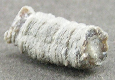 Serpula trilobata