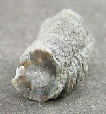 Serpula trilobata