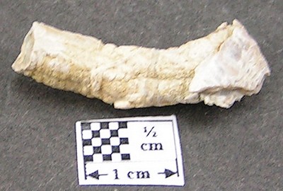Serpula trilobata