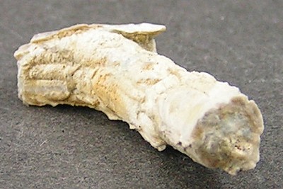 Serpula trilobata