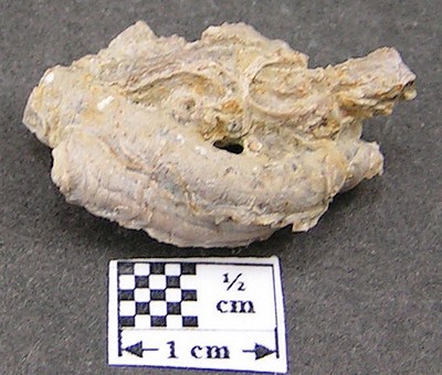 Serpula trilobata