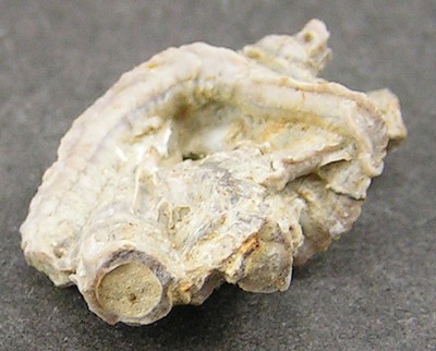 Serpula trilobata