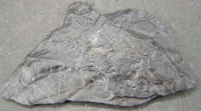 Odontopteris brardii