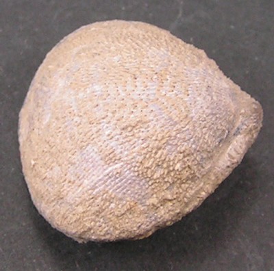 Acanthothyris spinosa
