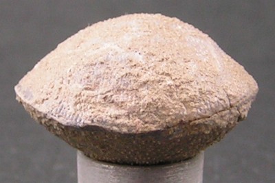 Acanthothyris spinosa