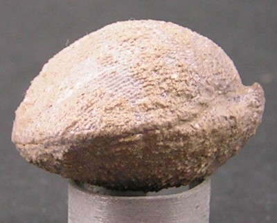 Acanthothyris spinosa