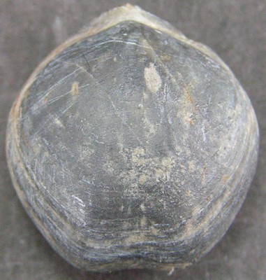 Cincta cor