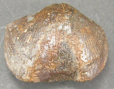 Cyrtospirifer verneuili