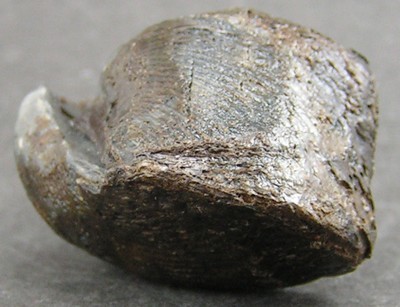 Cyrtospirifer verneuili