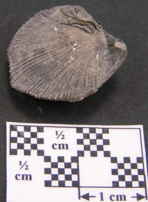 Dictyothyris coarctata