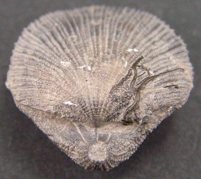Dictyothyris coarctata