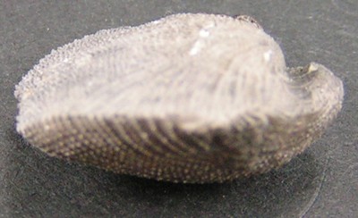 Dictyothyris coarctata
