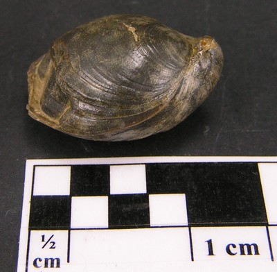 Lobothyris subpunctata