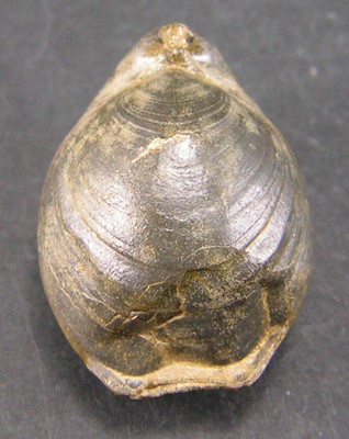 Lobothyris subpunctata