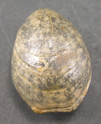 Lobothyris subpunctata