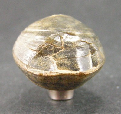 Lobothyris subpunctata