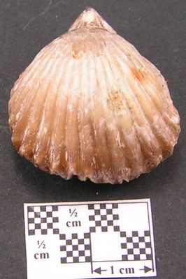 Rhynchonella inconstans