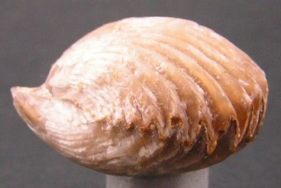 Rhynchonella inconstans
