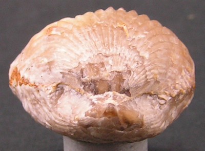 Rhynchonella inconstans