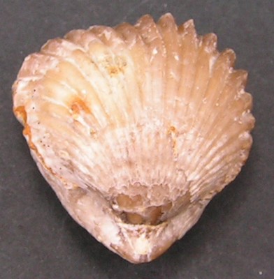 Rhynchonella inconstans