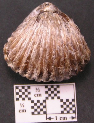 Rhynchonella inconstans