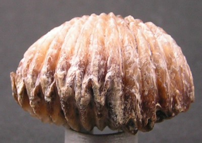 Rhynchonella inconstans