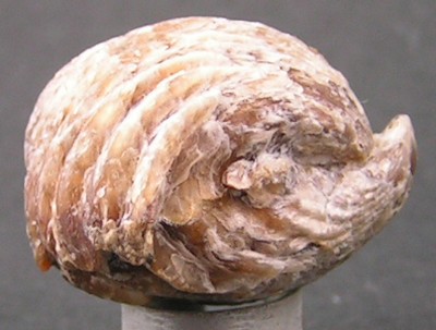 Rhynchonella inconstans