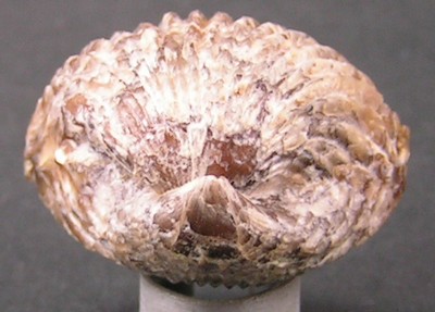 Rhynchonella inconstans