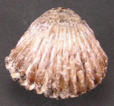 Rhynchonella inconstans