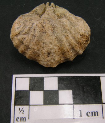 Spiriferina walcotti