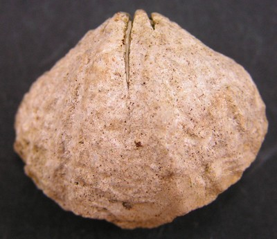 Spiriferina walcotti