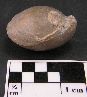 Terebratula galliennei