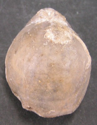 Terebratula galliennei