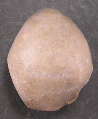 Terebratula galliennei