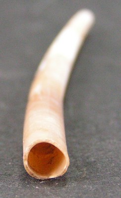 Dentalium bartonense