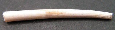 Dentalium bartonense