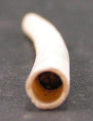 Dentalium bartonense