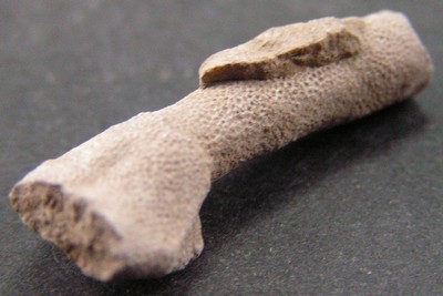 Tubulipora sp.