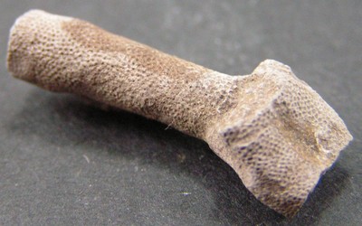 Tubulipora sp.