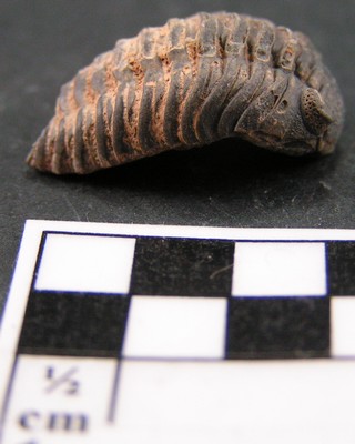 Acastella downingiae