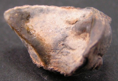 Acastella downingiae