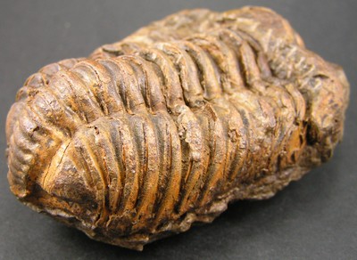 Colpocoryphe grandis