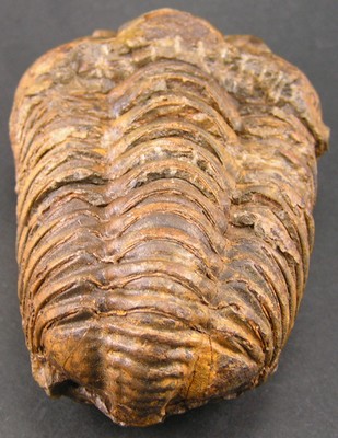 Colpocoryphe grandis